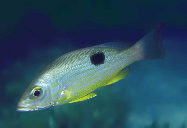 Lutjanus guttatus